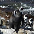 Brillenpinguin (Spheniscus demersus)