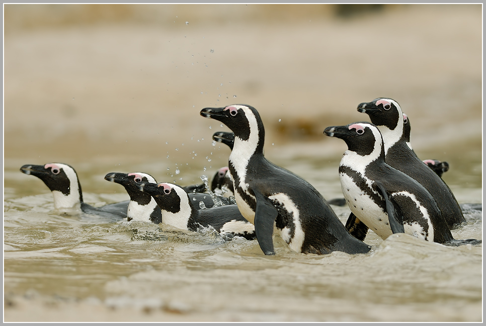 Brillenpinguin (Spheniscus demersus)