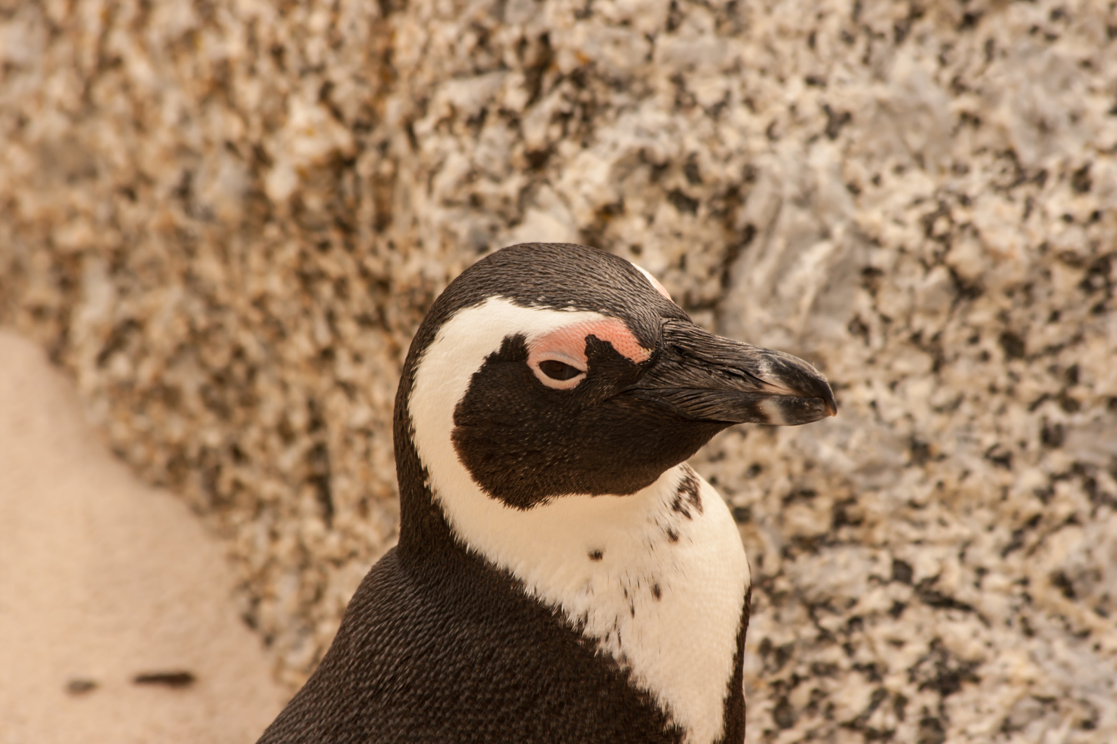 Brillenpinguin (Spheniscus demersus)