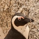 Brillenpinguin (Spheniscus demersus)