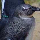 Brillenpinguin (Spheniscus demersus)