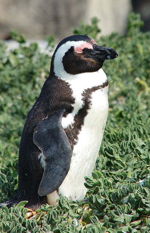 Brillenpinguin (Spheniscus demersus)