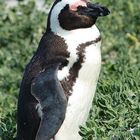 Brillenpinguin (Spheniscus demersus)