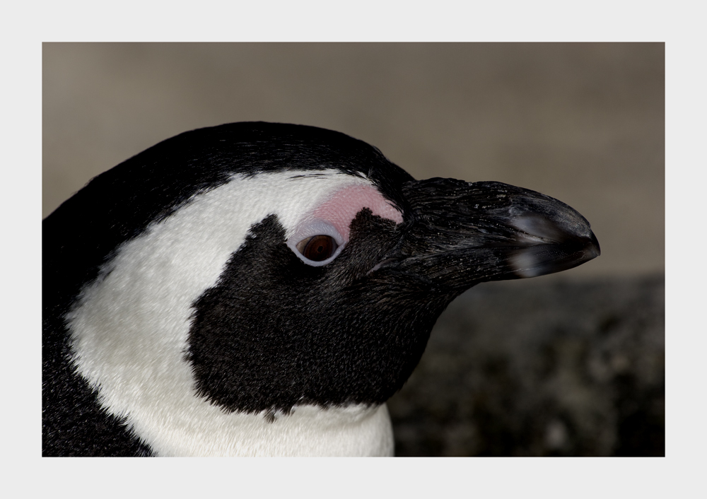 Brillenpinguin (Spheniscus demersus)