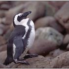 Brillenpinguin (Spheniscus demersus)