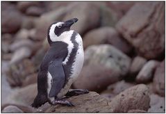 Brillenpinguin (Spheniscus demersus)