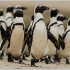 Brillenpinguin (Spheniscus demersus)