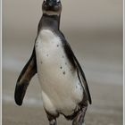 Brillenpinguin (Spheniscus demersus)