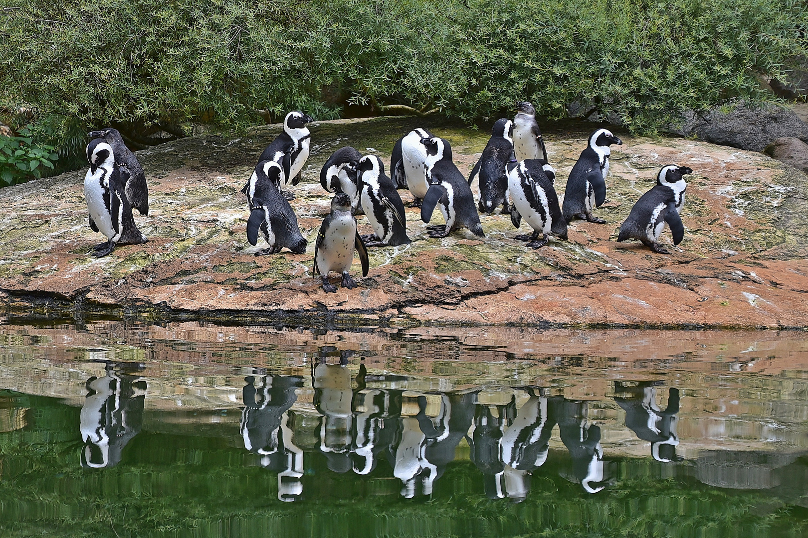 Brillenpinguin (Spheniscus demersus)