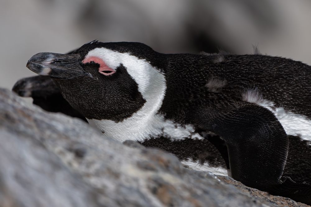 Brillenpinguin, Südafrika