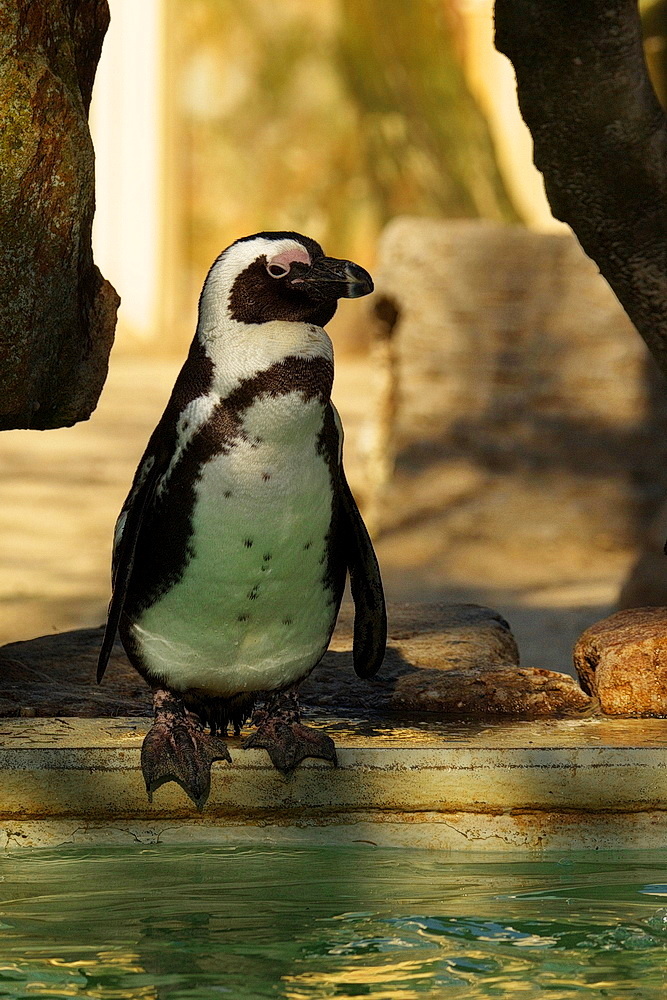 Brillenpinguin vorm Absprung