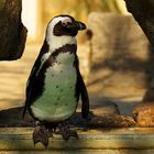 Brillenpinguin vorm Absprung