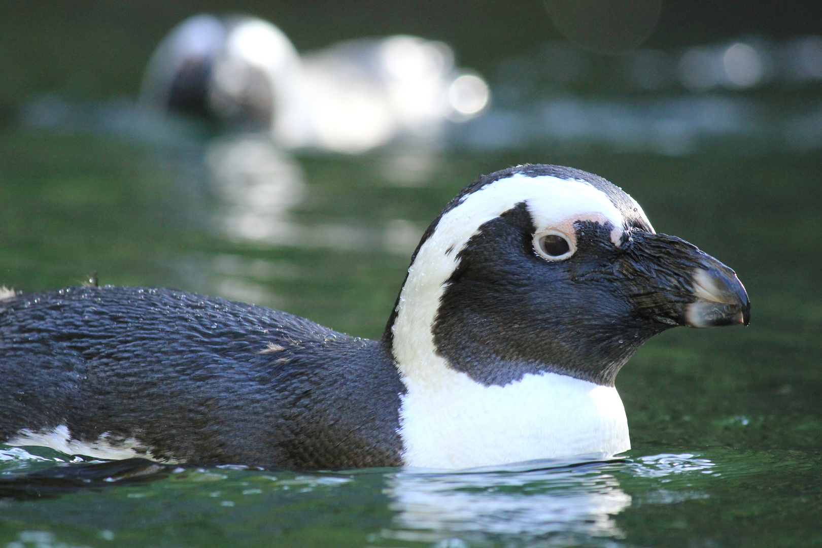 Brillenpinguin Zoo Wuppertal