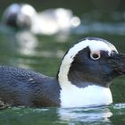 Brillenpinguin Zoo Wuppertal