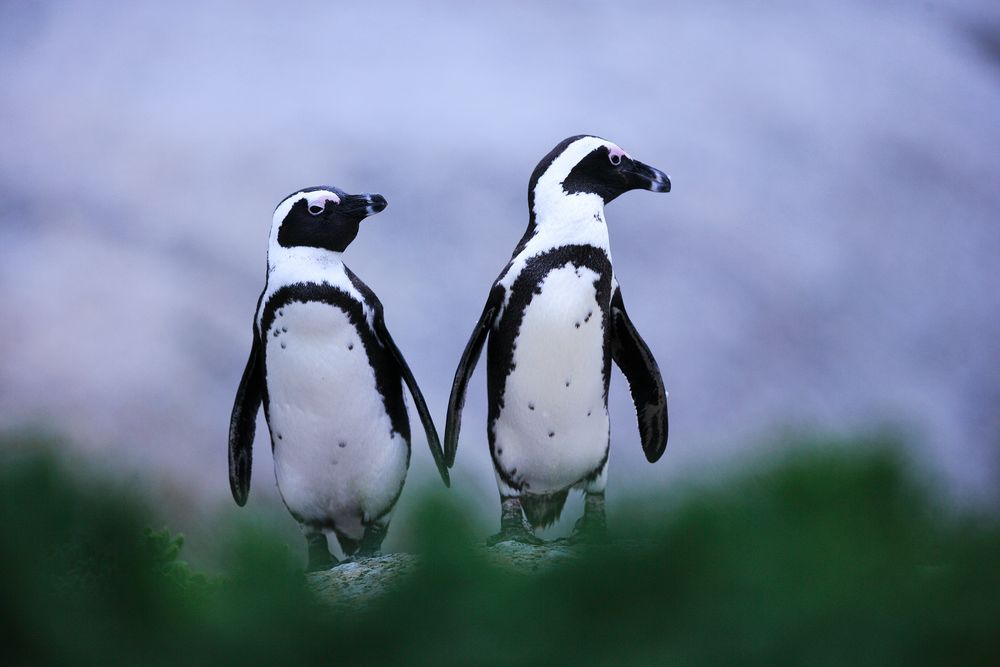 Brillenpinguine von Harald Pieta 