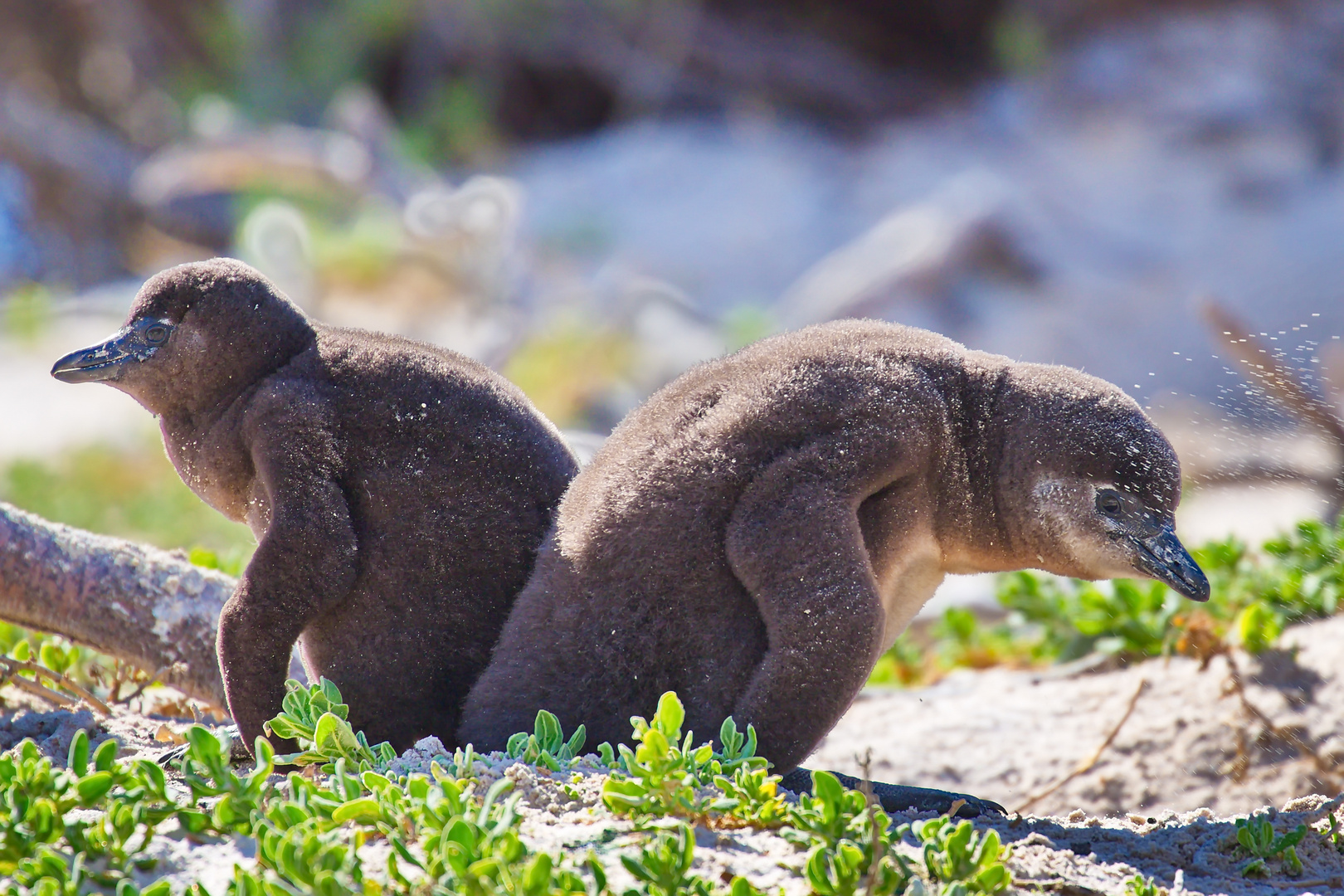 Brillenpinguine am Boulders Beach Südafrika