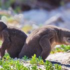 Brillenpinguine am Boulders Beach Südafrika