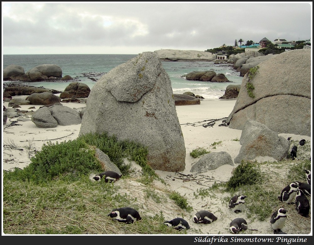 Brillenpinguine bei Simonstown in Südafrika