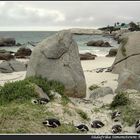 Brillenpinguine bei Simonstown in Südafrika