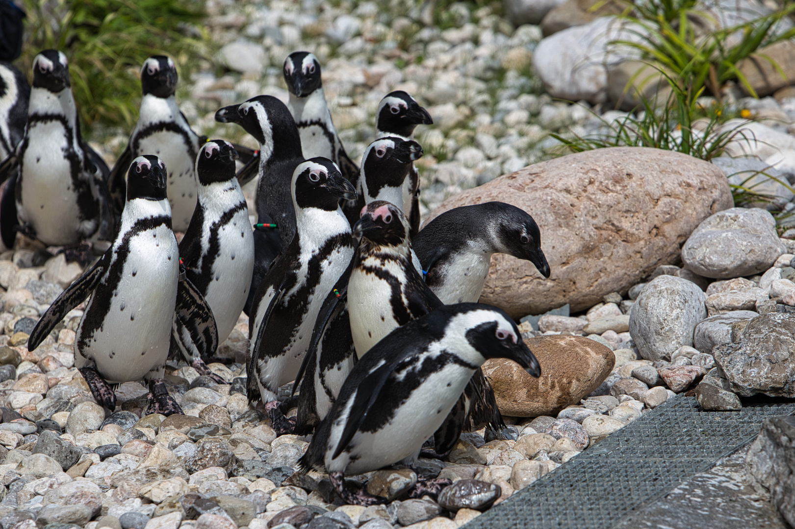 Brillenpinguine