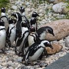 Brillenpinguine