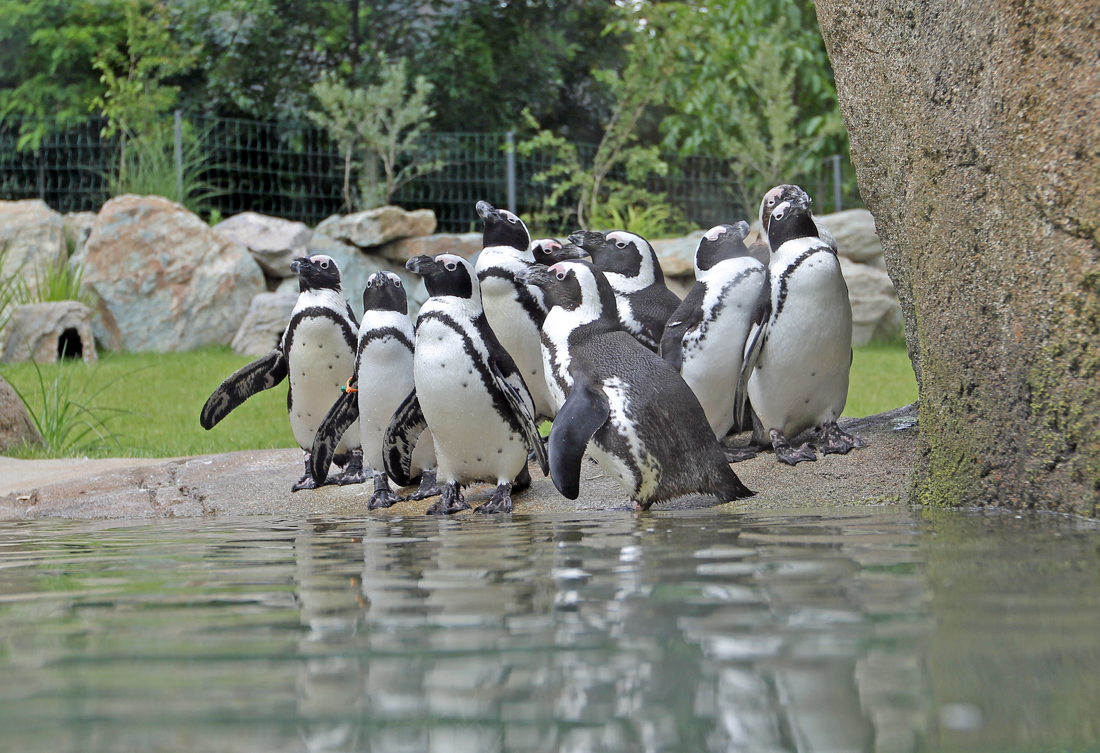 Brillenpinguine