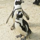 Brillenpinguine im Allwetterzoo in Münster