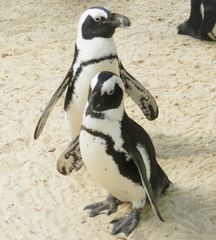 Brillenpinguine im Allwetterzoo in Münster