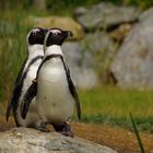 Brillenpinguine im Opelzoo