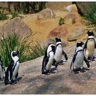 Brillenpinguine im Zoo Wuppertal