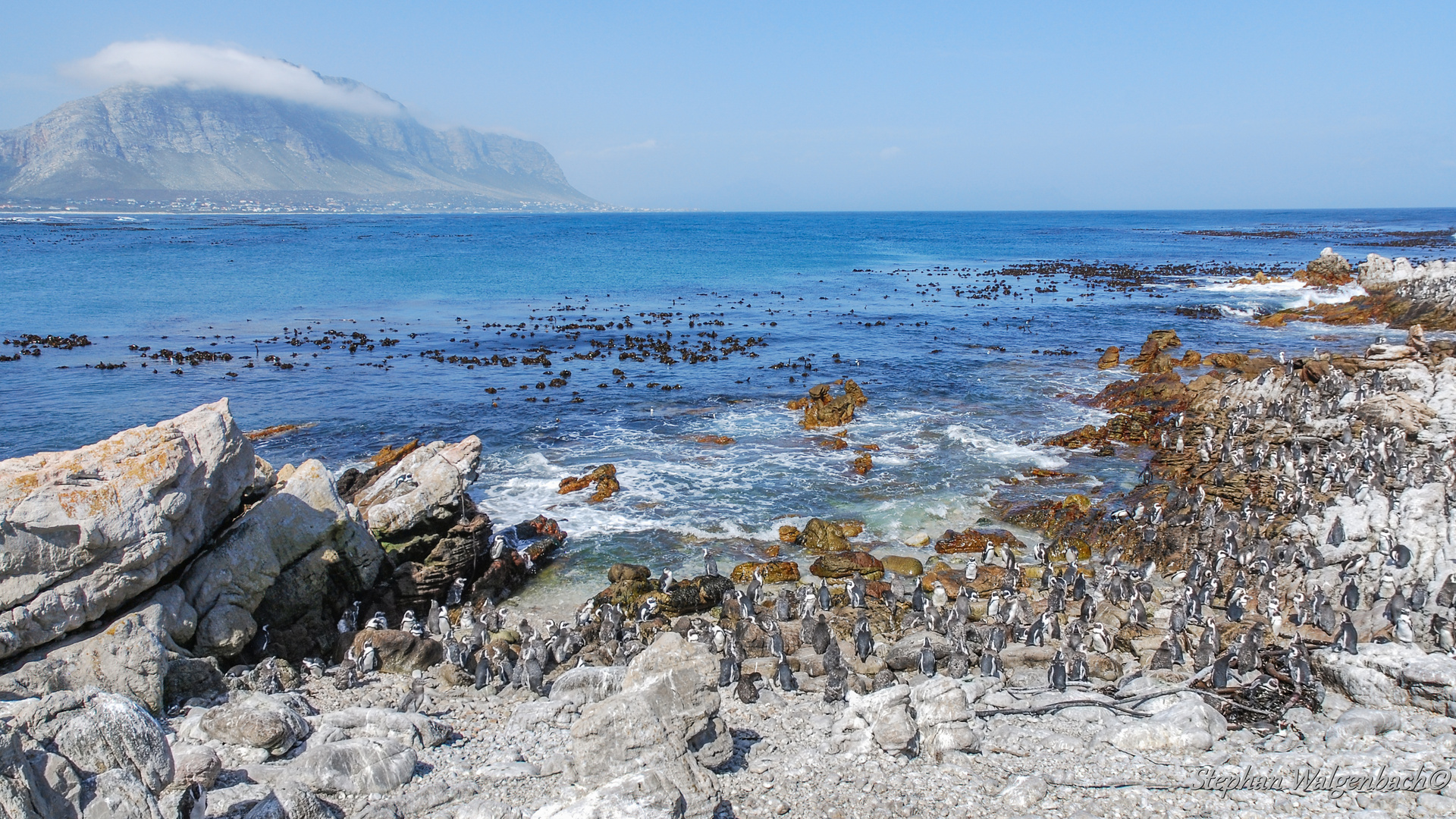 Brillenpinguine in Betty's Bay Südafrika