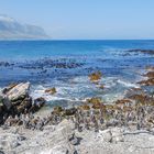 Brillenpinguine in Betty's Bay Südafrika