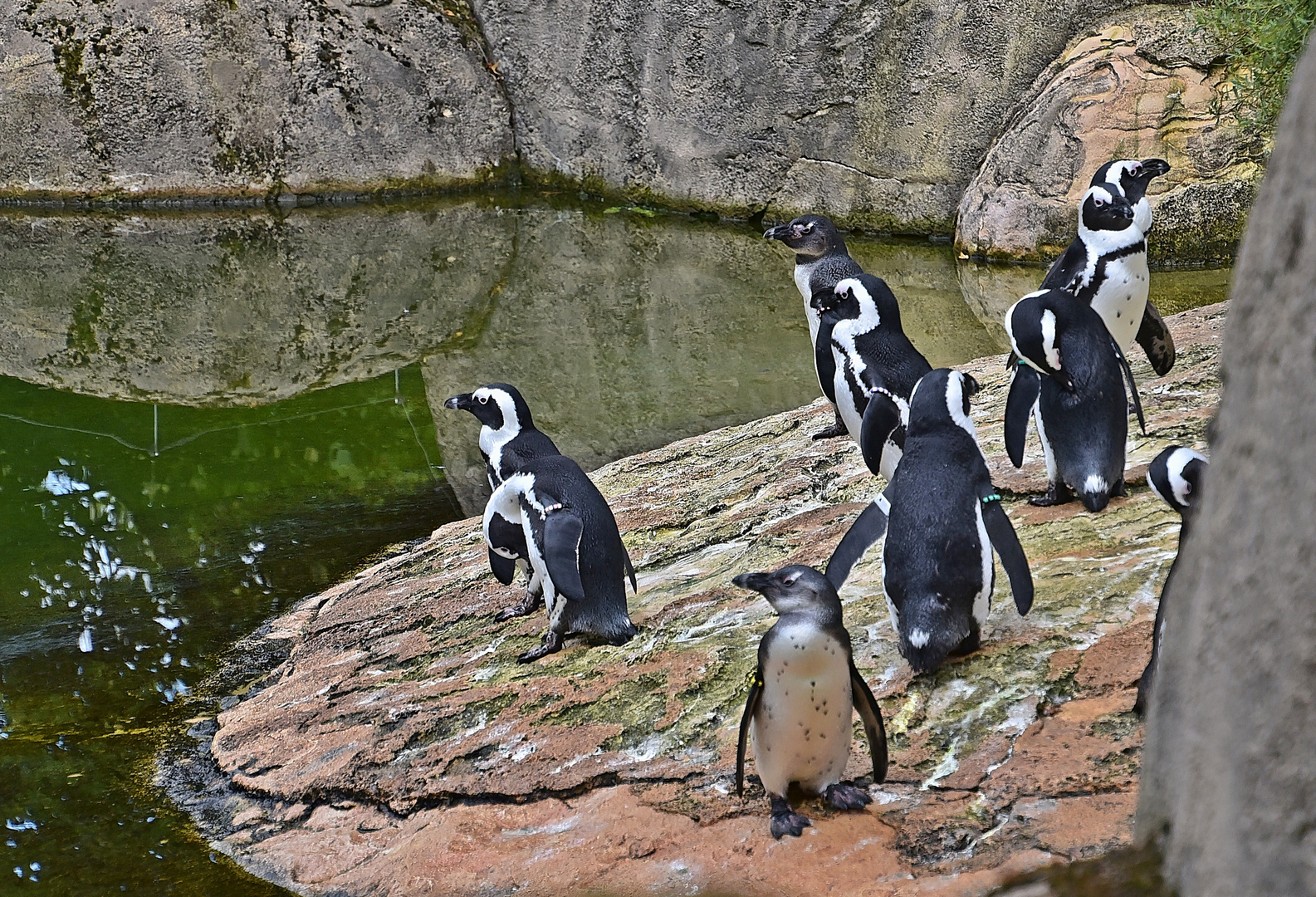 Brillenpinguine (Spheniscus demersus)