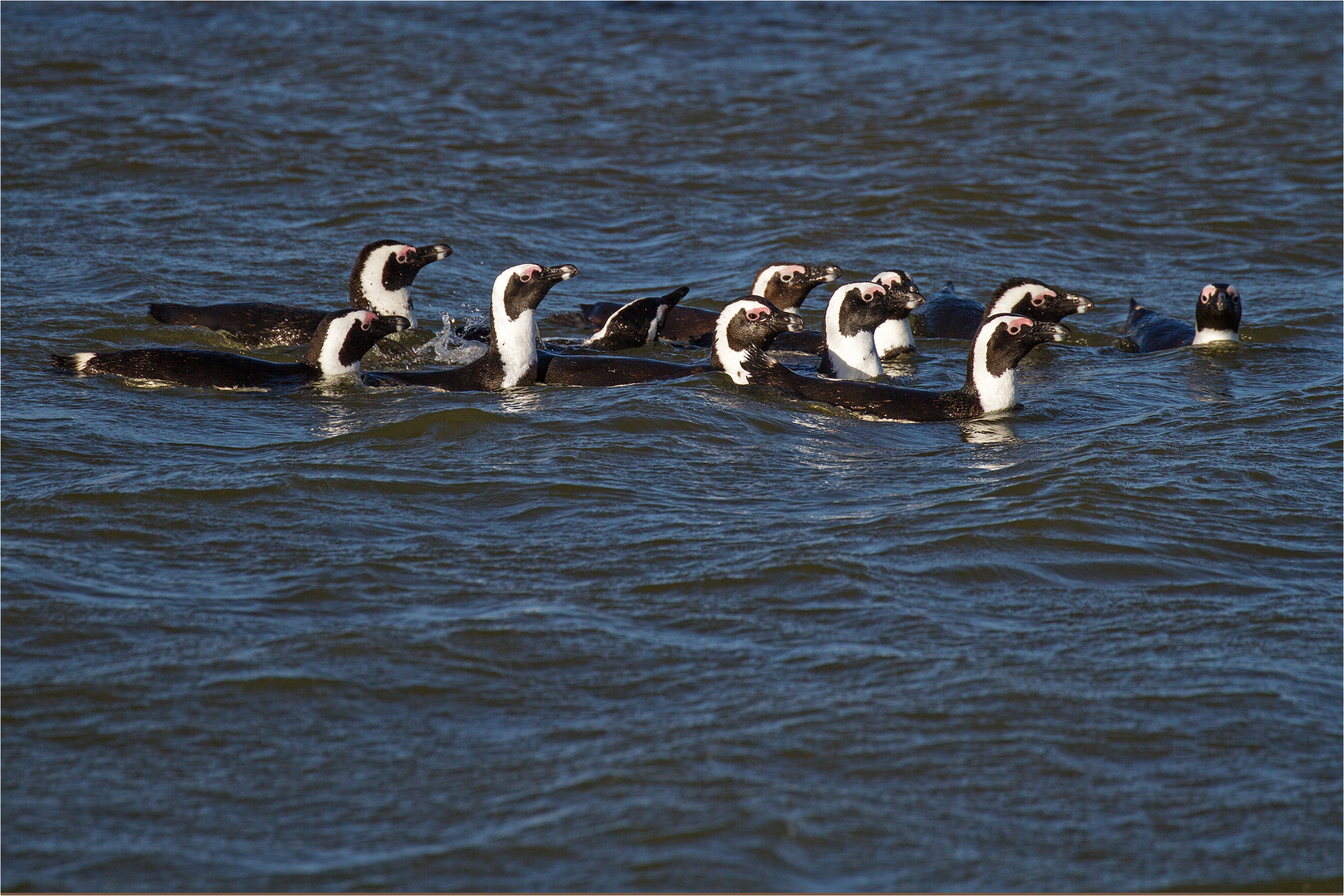 Brillenpinguine_1