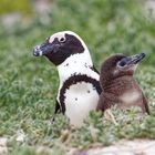 Brillenpinguine_13