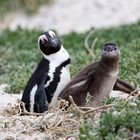 Brillenpinguine_4