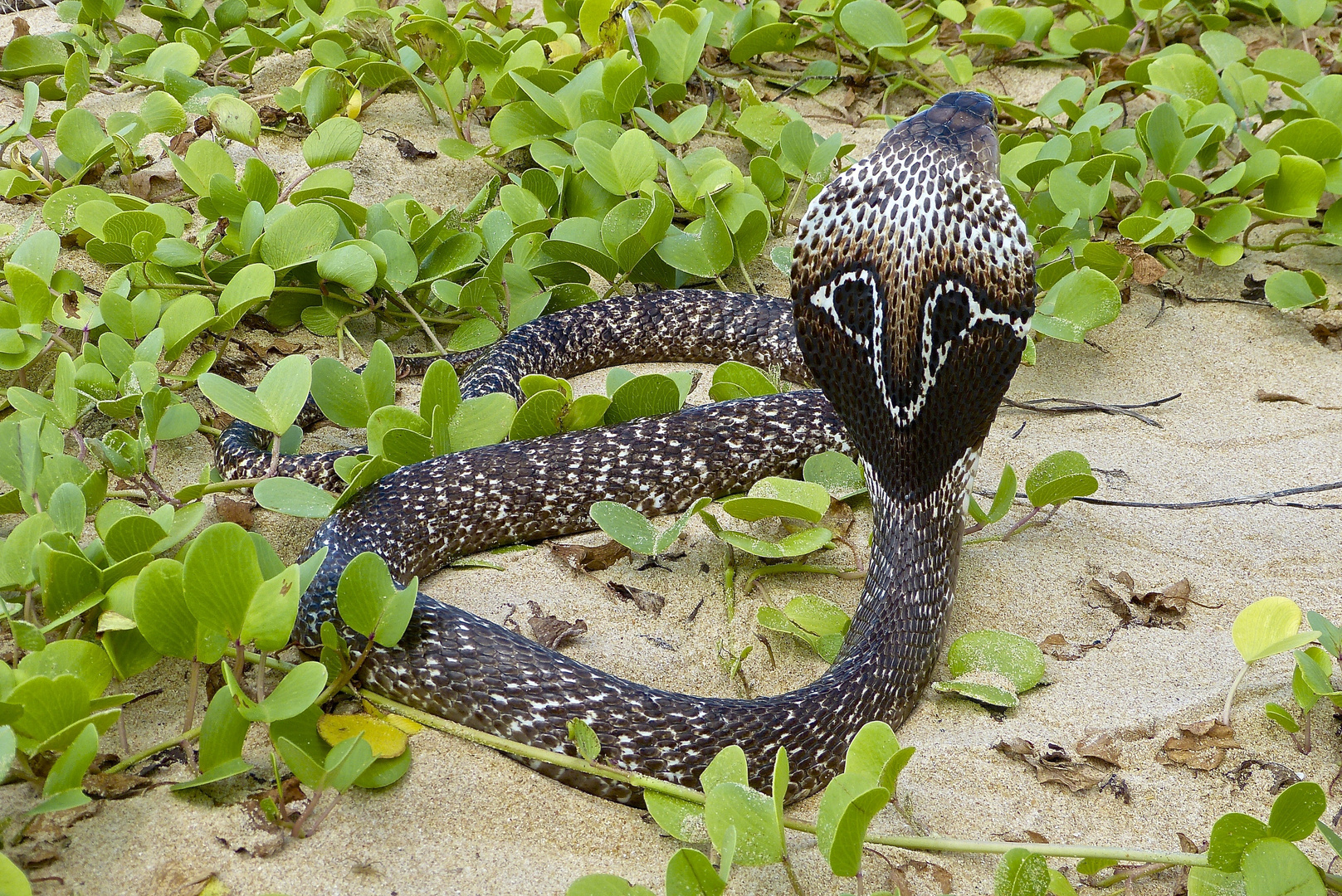 Brillenschlange, Brillencobra, Naja naja, Sri Lanka