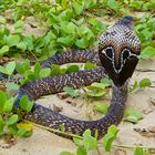 Brillenschlange, Brillencobra, Naja naja, Sri Lanka