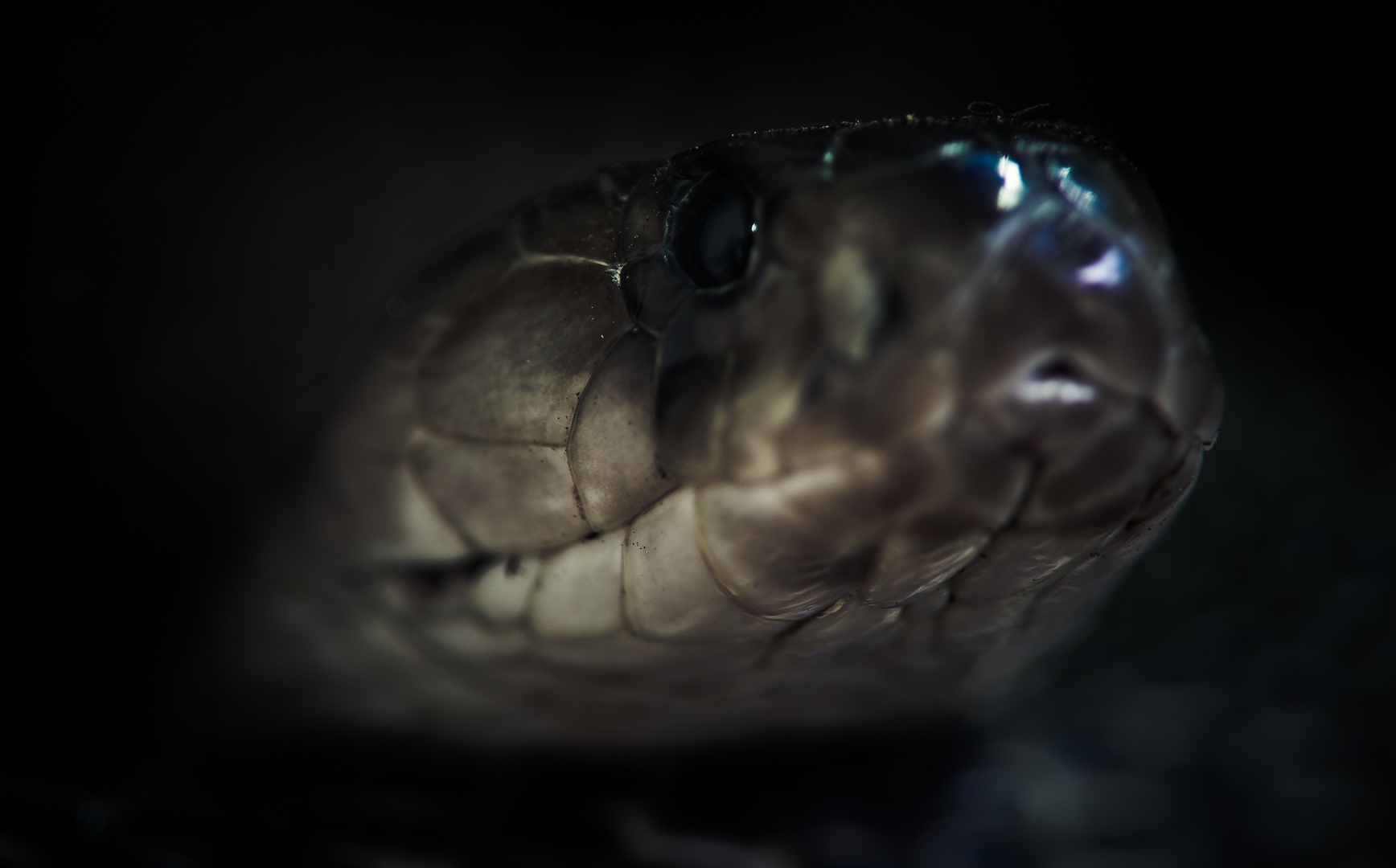 Brillenschlange (Naja naja) Foto & Bild natur, zoo, tiere Bilder auf