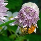 Brillenträger zu Besuch bei Schnittlauchblüte