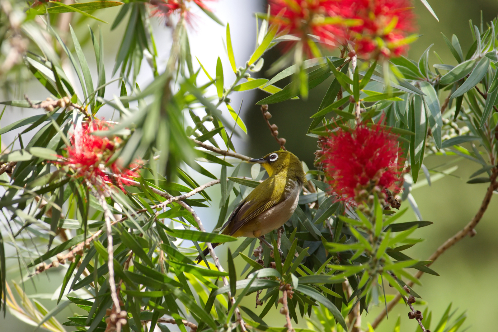 Brillenvogel 