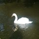 Brillo el cisne