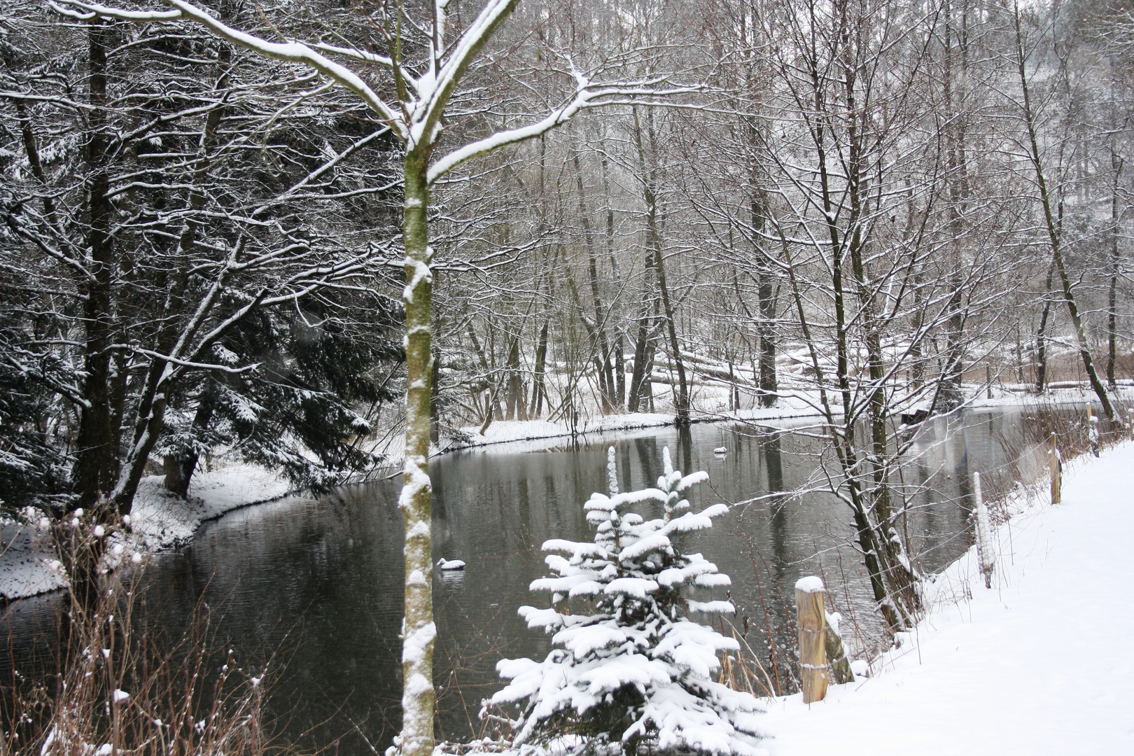 Brilon – Winteridyll an einem Forellenteich bei Brilon Wülfte