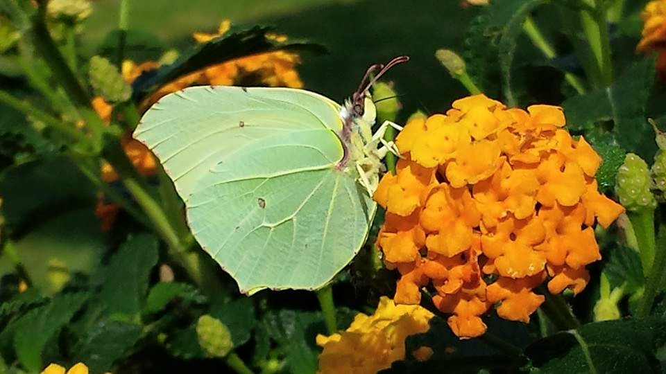 Brimstone Butterfly on verbenaceae