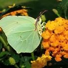 Brimstone Butterfly on verbenaceae