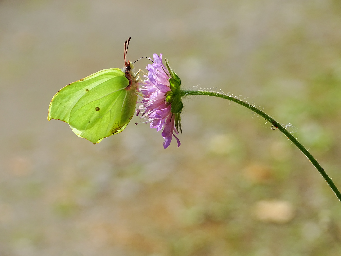 Brimstone-Butterfly/ Zitronenfalter