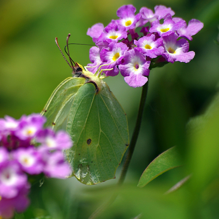 Brimstone