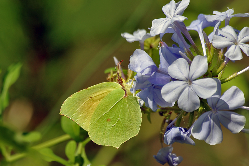 Brimstone x Plumbago