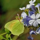 Brimstone x Plumbago