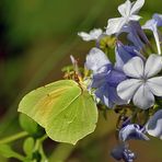 Brimstone x Plumbago